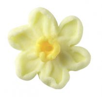 Sugar Daffodil